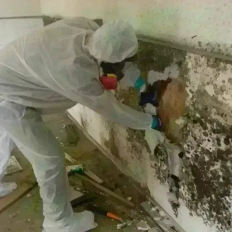 Mold Remediation and Removal in Cardington, OH